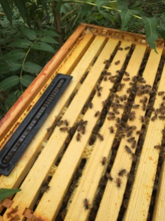 The hive beetle trap