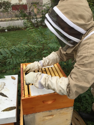 Inserting the hive beetle trp