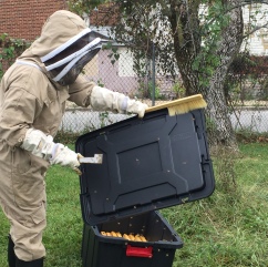 Getting rid of the bees from the box